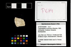 Foto (Objekt + Etikett) von Cracensigillatus acutirostrus (Moericke, 1889)  (NHMW-GEO-2014-0194-0684)